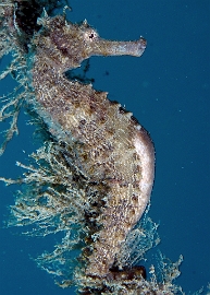 North Sulawesi-2018-DSC04851_rc- Common seahorse - Hippocampe - Hippocampus taeniopterus